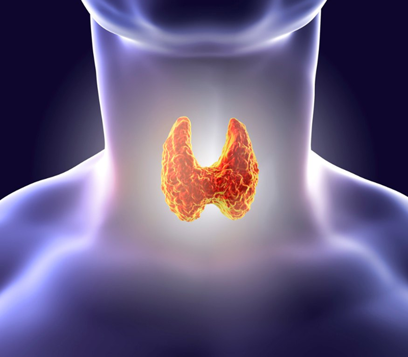 Endocrinology
